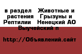  в раздел : Животные и растения » Грызуны и Рептилии . Ненецкий АО,Выучейский п.